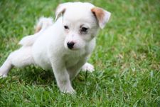 AMCF Christmas BBQ at John Chew's House