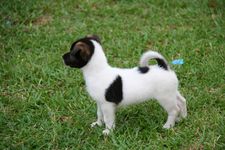 AMCF Christmas BBQ at John Chew's House