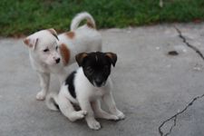 AMCF Christmas BBQ at John Chew's House