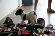 AMCF Christmas BBQ at John Chew's House