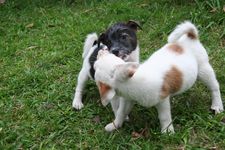 AMCF Christmas BBQ at John Chew's House