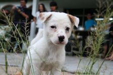 AMCF Christmas BBQ at John Chew's House