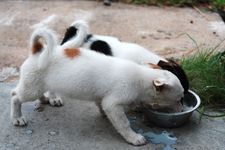 AMCF Christmas BBQ at John Chew's House