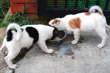 AMCF Christmas BBQ at John Chew's House