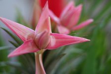 AMCF Thanks Giving Dinner