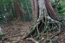 AMCF Gunung Jerai Trip