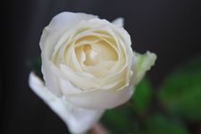 Tan and Kong Wedding